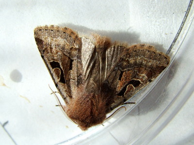 Hebrew Character